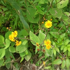 Munnozia