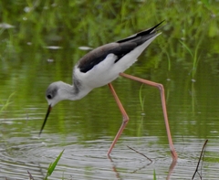 Himantopus himantopus