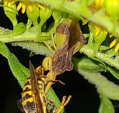 Phymata pennsylvanica