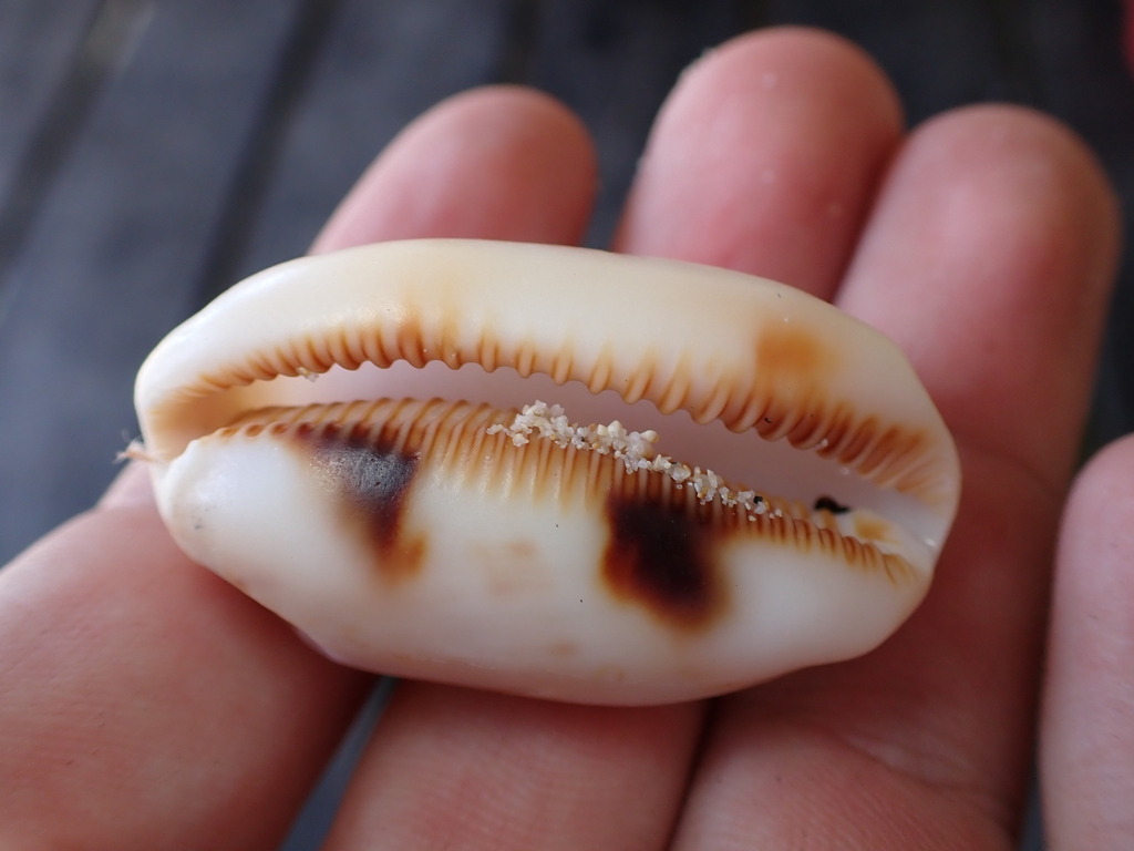Eyed Cowrie