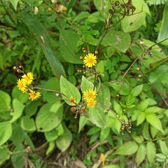 Munnozia
