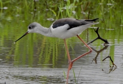 Himantopus himantopus