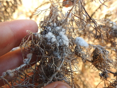 Rhopalomyia floccosa