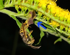 Phymata pennsylvanica