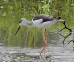 Himantopus himantopus