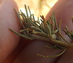 Aceria paracalifornica