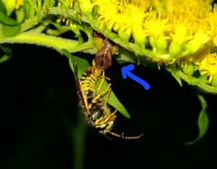 Phymata pennsylvanica