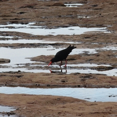 Haematopus fuliginosus