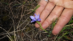 Aristea pusilla