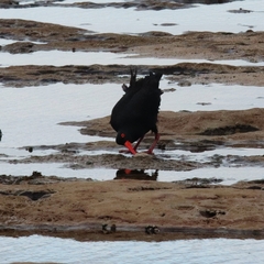Haematopus fuliginosus