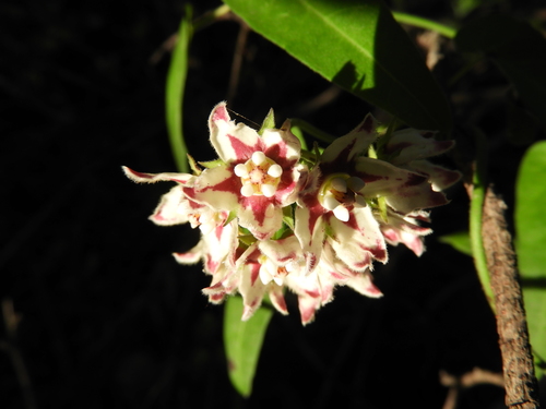 Image of Funastrum torreyi by (c) Leticia Jiménez Hernández, some rights reserved (CC BY-SA)