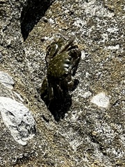 Pachygrapsus crassipes