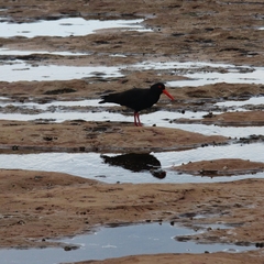 Haematopus fuliginosus