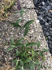 Buddleja