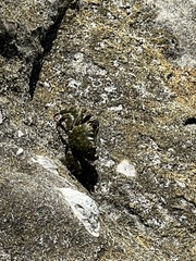 Pachygrapsus crassipes