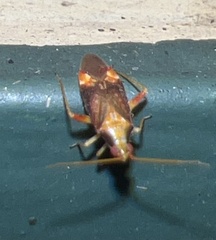 Orthotylinae
