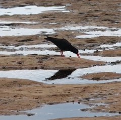 Haematopus fuliginosus