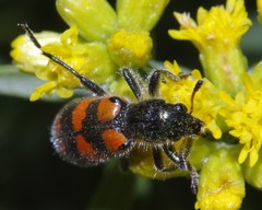 Trichodes nuttalli
