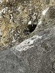 Pachygrapsus crassipes