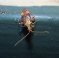 Orthotylinae