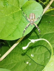 Argiope bruennichi