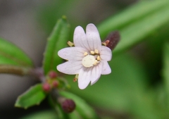 Epilobium platystigmatosum