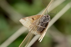 Euclidia glyphica
