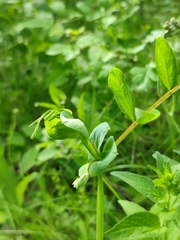Lathyrus pisiformis