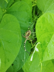 Argiope bruennichi