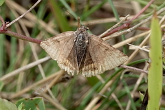 Euclidia glyphica