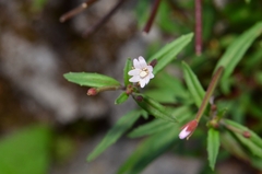 Epilobium platystigmatosum