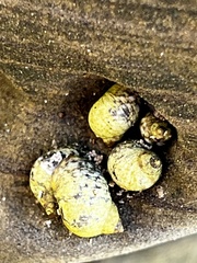 Littorina scutulata