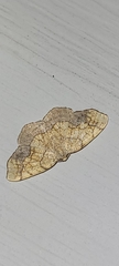 Nematocampa resistaria