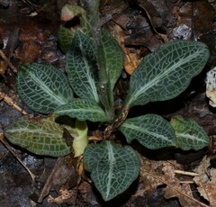 Goodyera pubescens