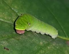 Papilio glaucus