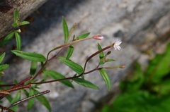 Epilobium platystigmatosum