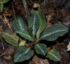 Goodyera pubescens