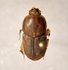 Euoniticellus intermedius