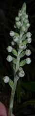 Goodyera pubescens