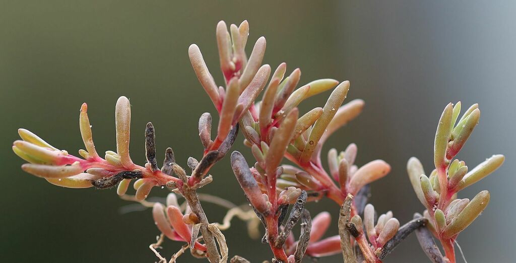 Suaeda pannonica