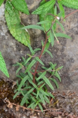 Epilobium platystigmatosum