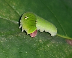 Papilio glaucus
