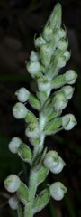 Goodyera pubescens