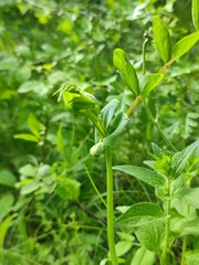 Lathyrus pisiformis