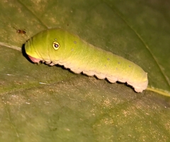 Papilio glaucus