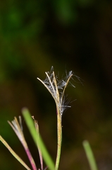 Epilobium platystigmatosum