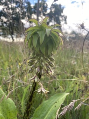 Eucomis