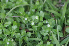 Cerastium fontanum