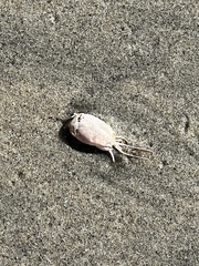 Emerita analoga