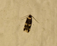 Oegoconia novimundi